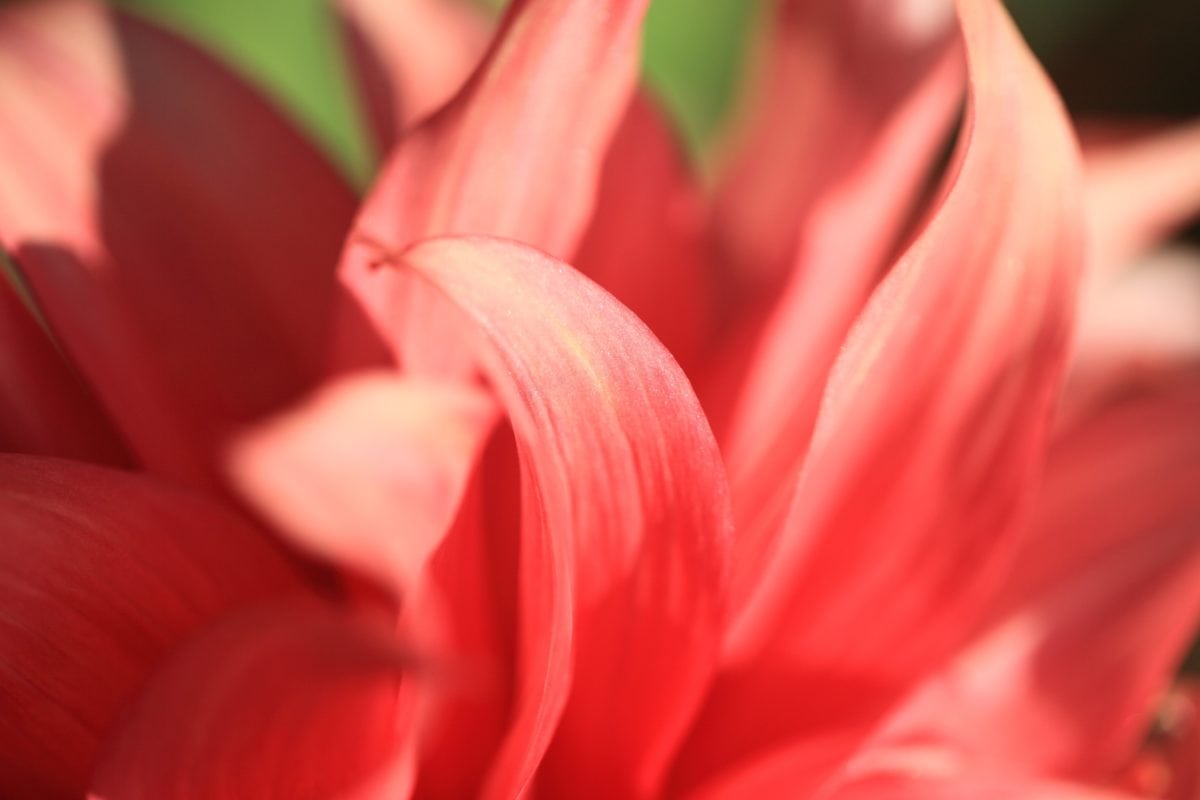 Rote Blume, Pistil, Detail, Tageslicht, Natur, Blütenblatt, Rosa, Blüte, Kraut