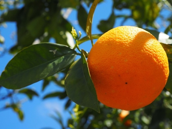 листа, оранжеви плодове, сок, цитрусови, овощна градина, сянка, природа, на храните, мандарина, витамин