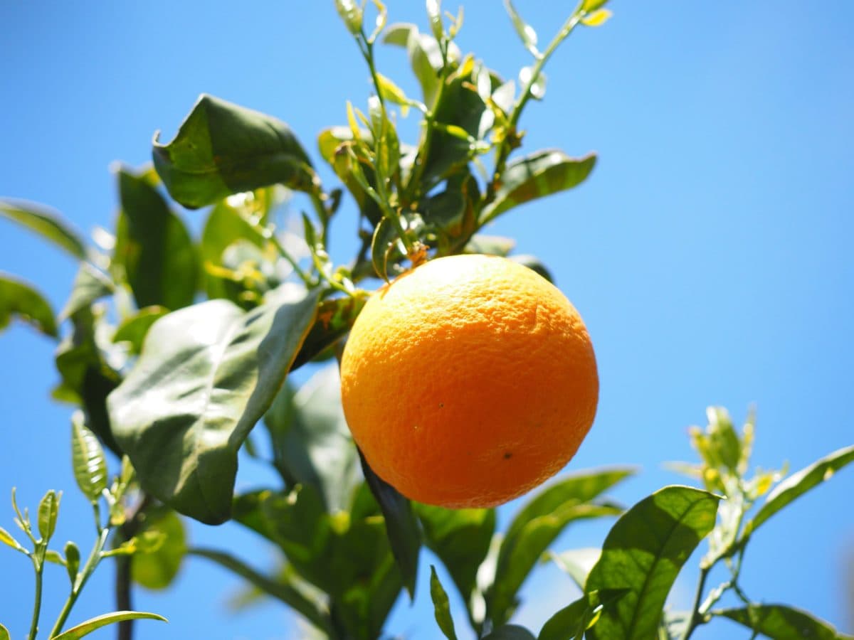 水果、夏季、绿叶、果园、食物、自然、柑橘、橘子、柑橘