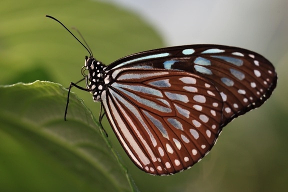 Дикая природа, Бабочка, беспозвоночные, красочные насекомые, природы