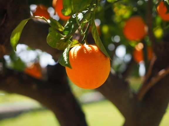 zemědělství, potraviny, ovocný sad, ovoce, strom, příroda, list, citrusy, mandarinka