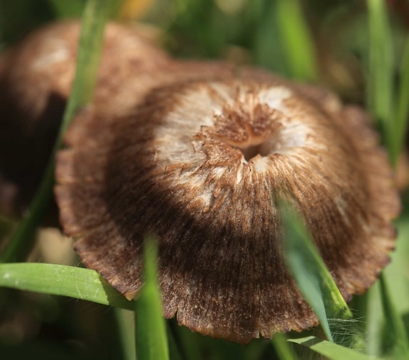 коричневый гриб, трава, дикий, природа, грибок, завод