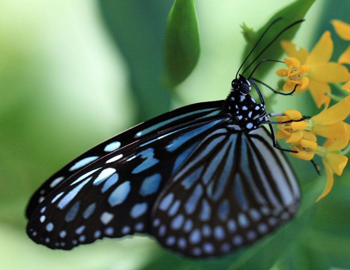 Μεταμόρφωση, σκώρος, καλοκαίρι, φύση, έντομο, σκοτεινή πεταλούδα, άγρια ζωή