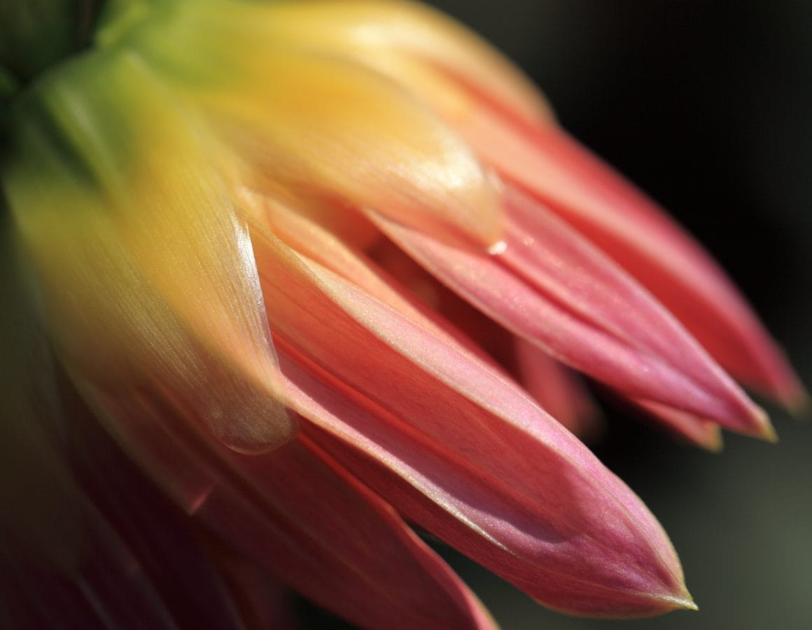сад, tulip, природа, екзотична квітка, Пелюстка, рослина