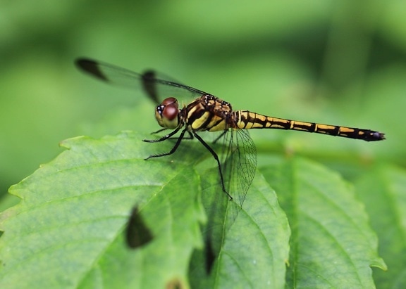 animal, nature, insect, wildlife, dragonfly, mimicry, arthropod, bug