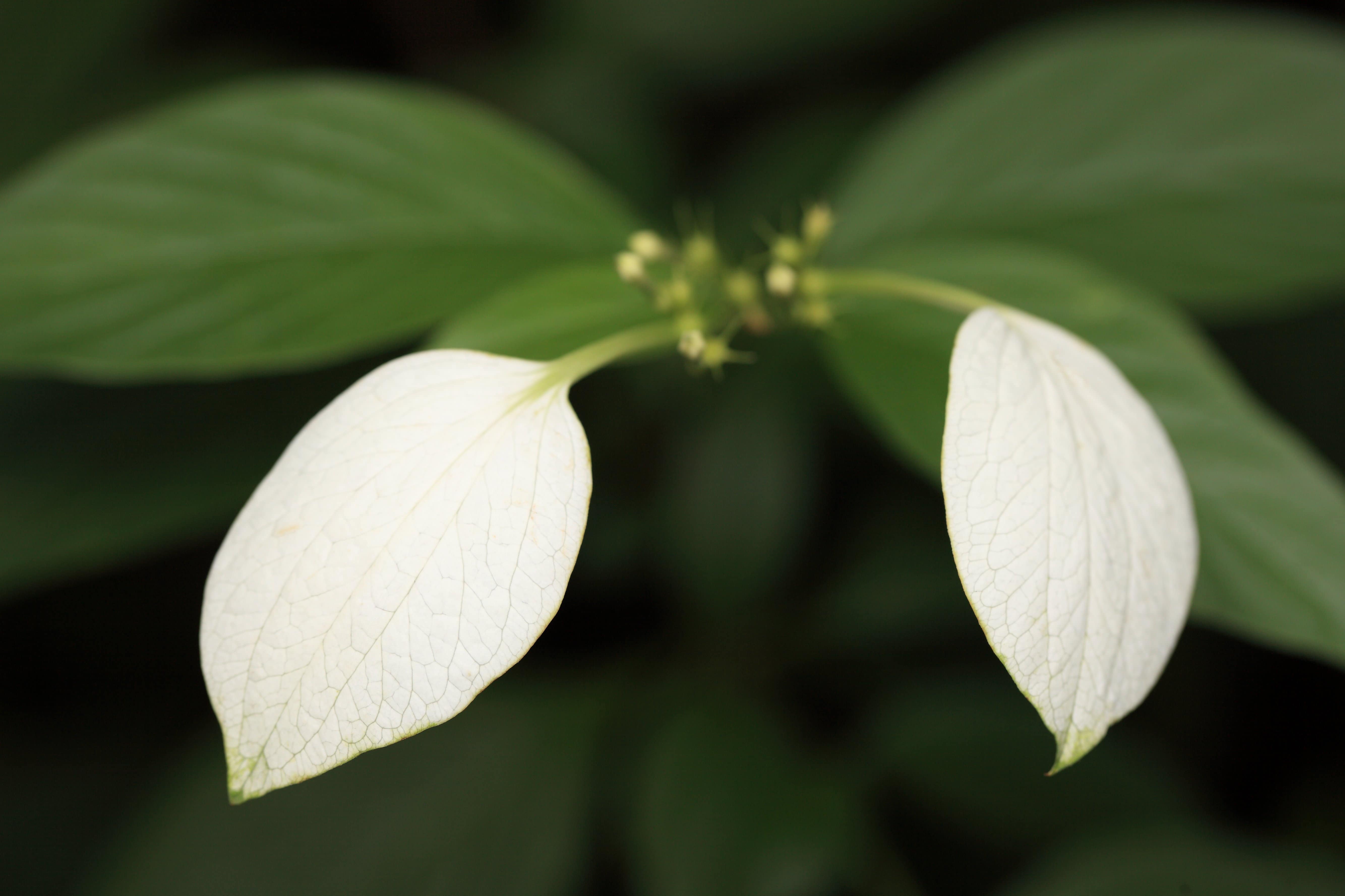 Flor de peão branco com folhas verdes escuras sobre fundo claro
