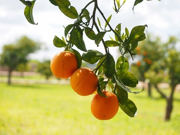 natur, mogen frukt, löv, mat, trädgård, jordbruk, citrus, Tangerine