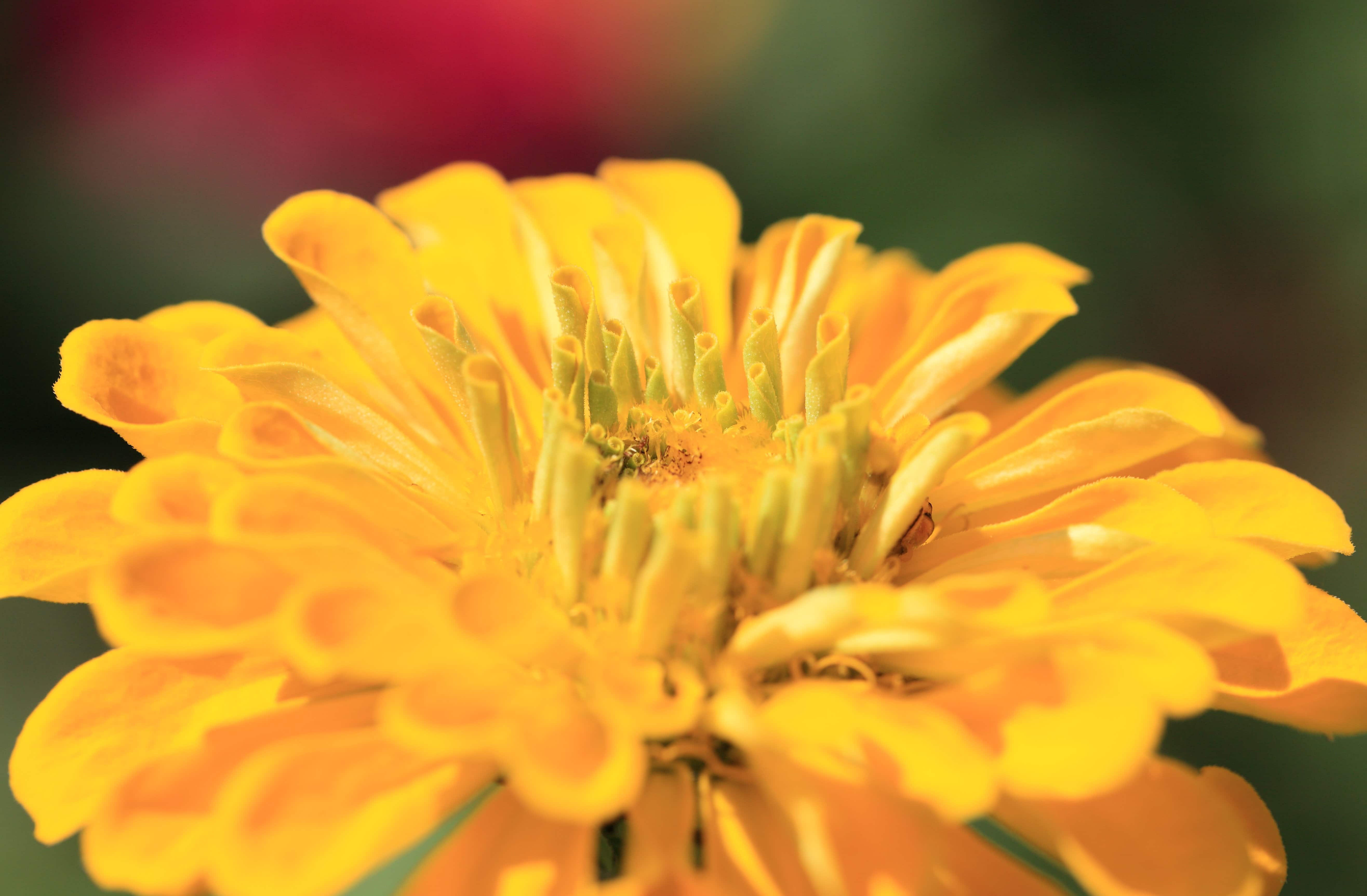 フリー写真画像 自然 黄色い花 夏 花びら 庭 植物 ハーブ 花