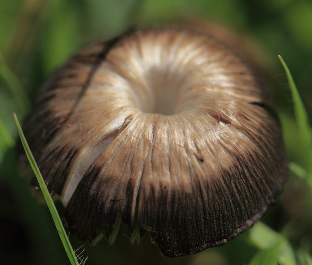 грибок, трава, природа, коричневый гриб, дневной свет, деталь