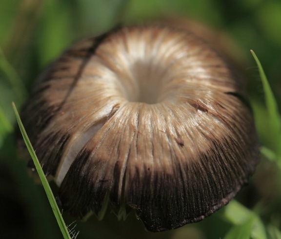 champignon, herbe, nature, champignon brun, lumière du jour, détail