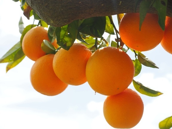 jus, buah, makanan, daun, nutrisi, jeruk, mandarin, tangerine, langit biru