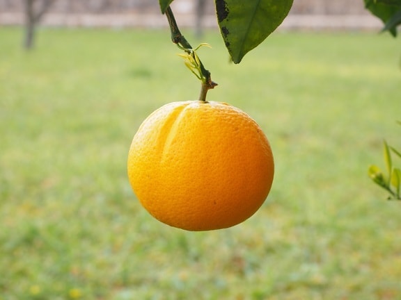 Leaf, frugt, mad, natur, citrus, tangerine, mandarin, vitamin
