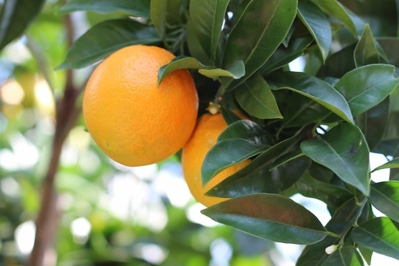 natur, Leaf, mad, frugt, citrus, tangerine, Frugtplantage, mandarin, vitamin
