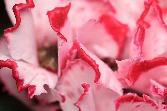 φύση, φύλλο, λουλούδι, Rhododendron, φυτό, ροζ