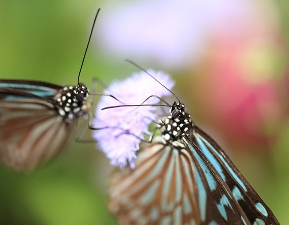 野生动物, 自然, 动物, 夏天, 五颜六色的蝴蝶, 昆虫, 飞蛾