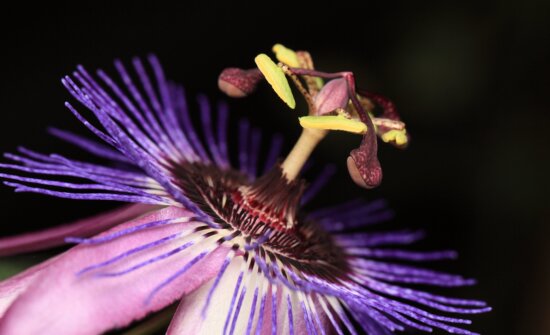 pistil, pollen, nectar, detail, flower, nature, petal, herb, plant