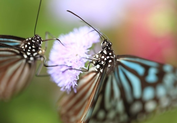 пеперуда, лято, биология, насекоми, животните, природа, молец, дива природа