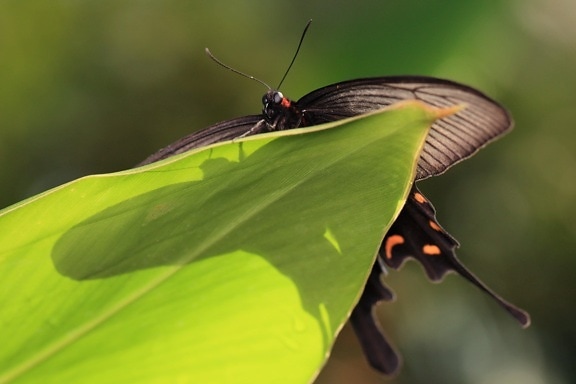 дивата природа, зелени листа, природа, насекоми, черна пеперуда, членестоноги