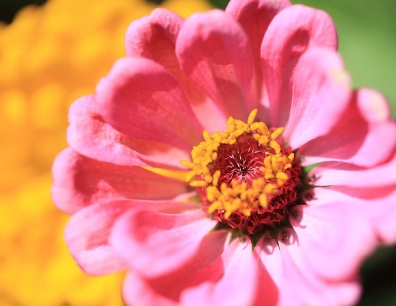 petal, natur, Dahlia, hage, sommer, rosa blomst, pollen, rosa
