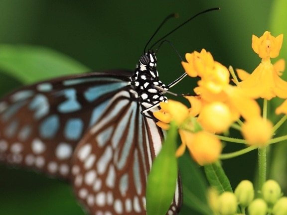 безгръбначни, пеперуда, дива природа, насекоми, природа, листа, жълто цвете