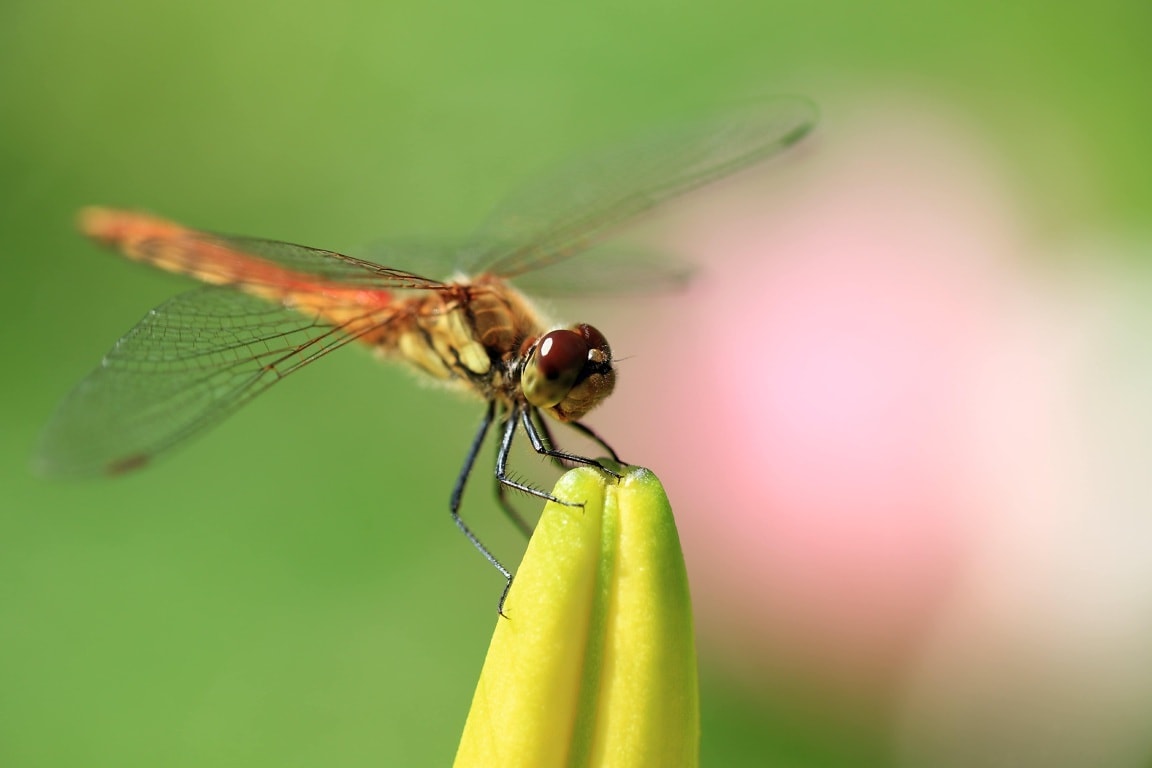 Free picture: nature, dragonfly, invertebrate, wildlife, mimicry ...