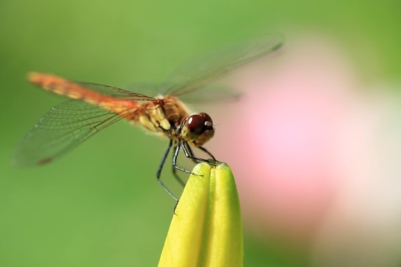 nature, dragonfly, invertebrate, wildlife, mimicry, insect, metamorphosis, arthropod