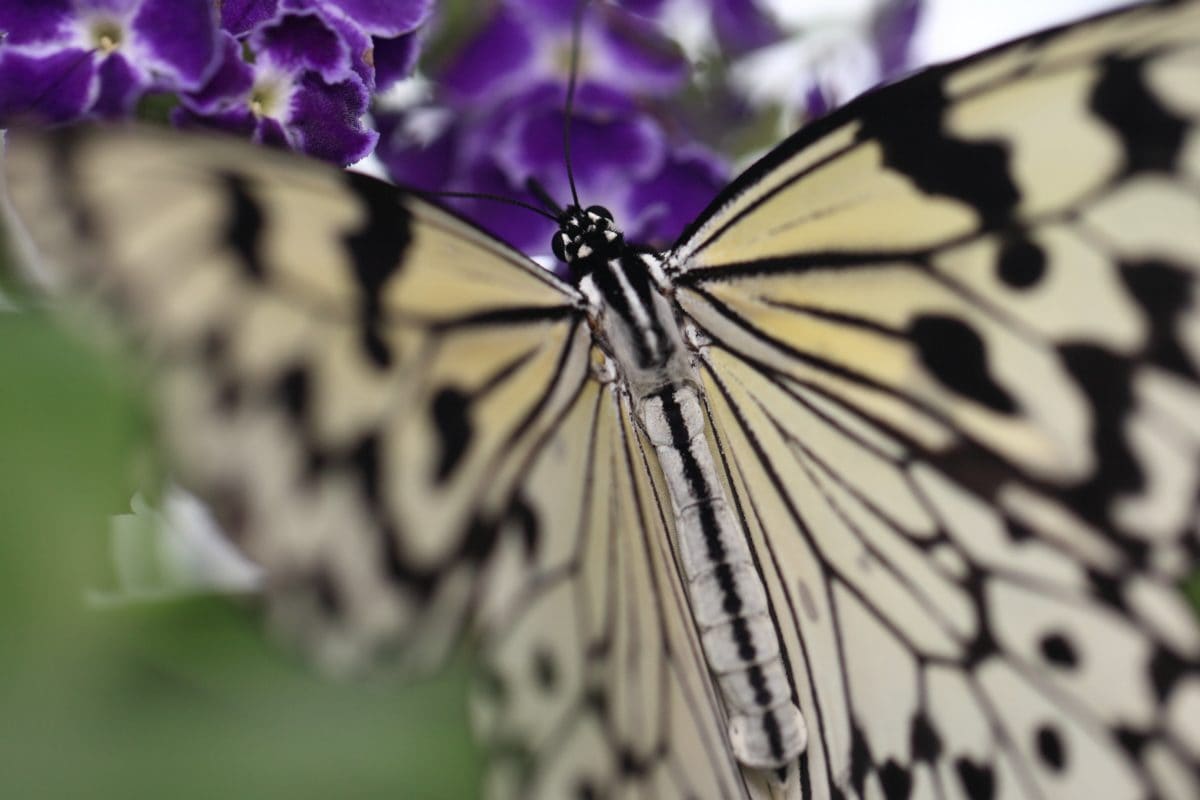owad, przyrody, natura, imitacje, zwierząt, kwiat, biały motyl, piękny