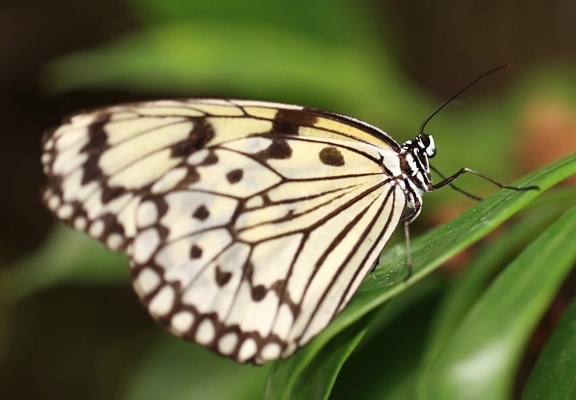 Бяла пеперуда, насекоми, имитации, природа, животните, дивата природа, билка, цвете