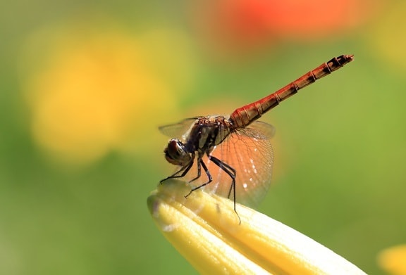 dragonfly, nature, insect, arthropod, bug, metamorphosis, invertebrate