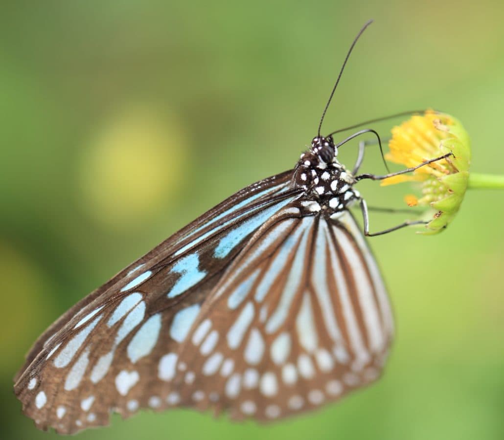 động vật hoang dã, Moth, mùa hè, thiên nhiên, động vật, côn trùng, đầy màu sắc bướm