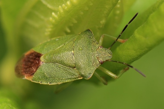 зеленый жук, лист, беспозвоночные, насекомое, дикая природа, растительность, животное