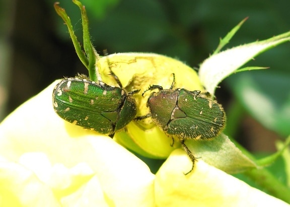 зеленый жук, лист, Бабочка, природа, беспозвоночные, насекомое, членистоногих