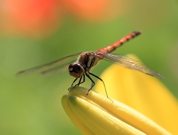 Dragonfly, virvelløse, natur, dyreliv, metamorfose, insekter, utendørs, leddyr