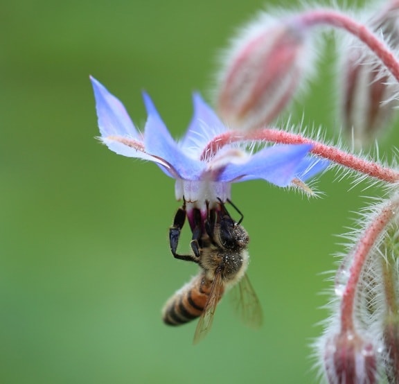 пчела, природа, лято, цвете, див, билка, растение, организъм