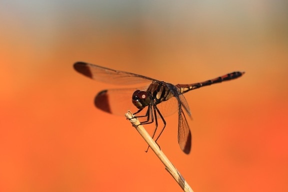 Wildlife, Black Dragonfly, insekter, metamorfose, natur, virvelløse, leddyr