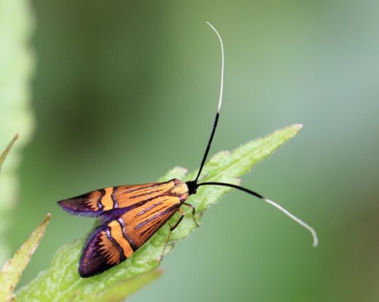 insect, invertebrate, biology, nature, wildlife, moth, butterfly