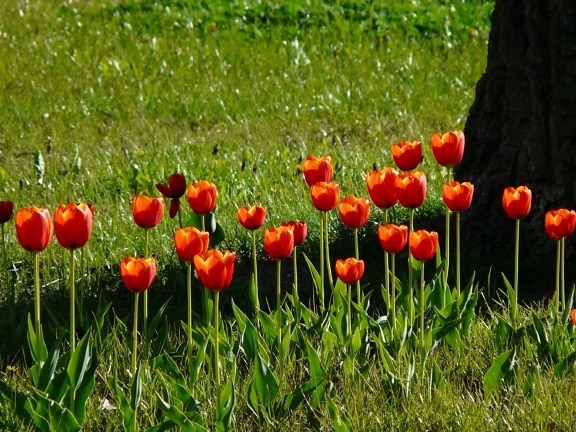 pole, léto, tráva, květinová zahrada, příroda, list, červený Tulipán