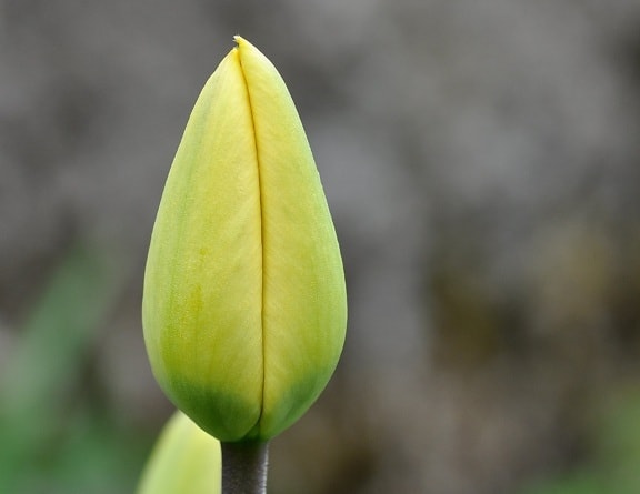 lá, Hoa Bud, thiên nhiên, Tulip, thực vật, vườn, thảo mộc, màu xanh lá cây