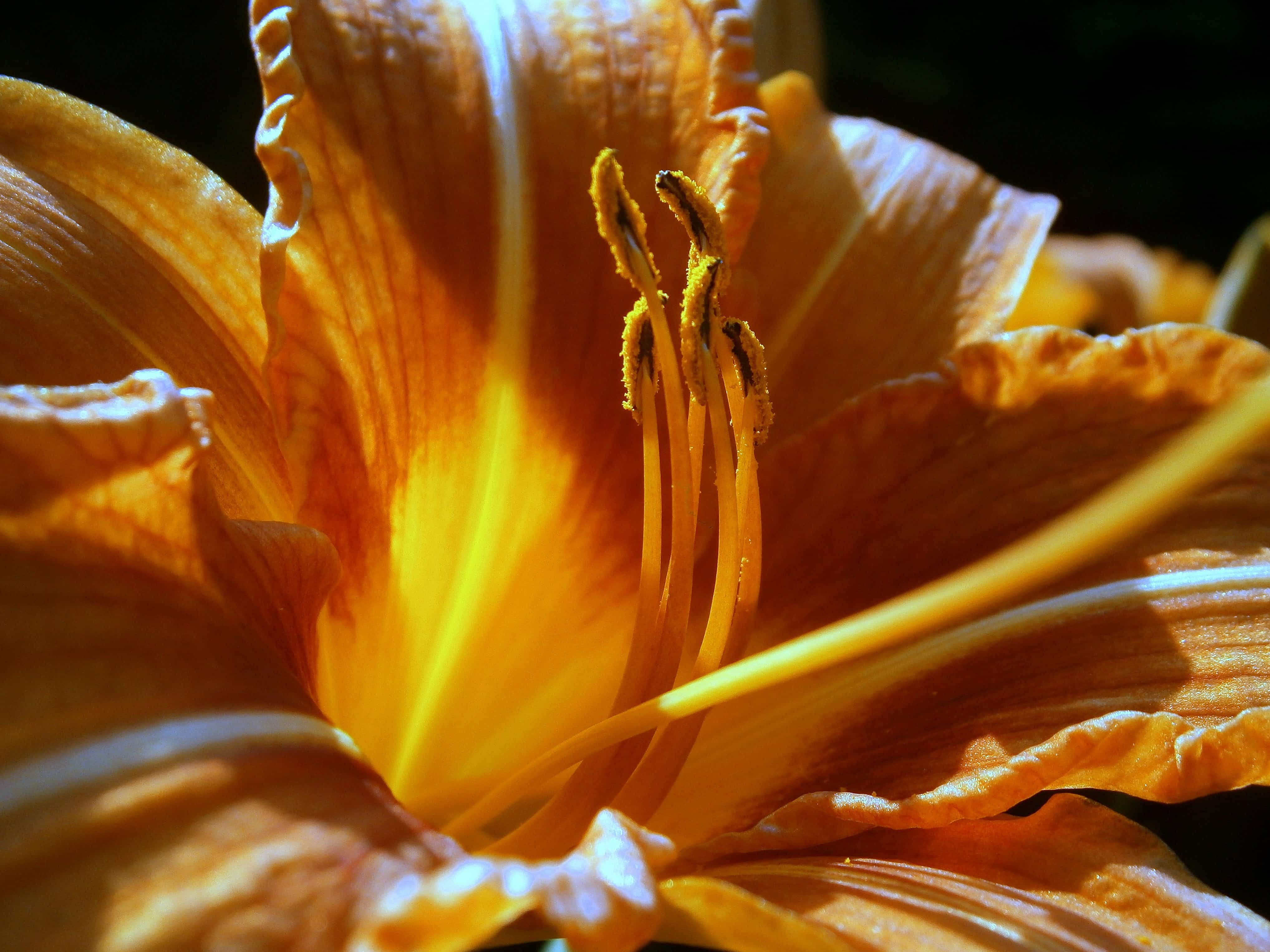 Желто оранжевые лилии. Оранжевая Лилия " Еллоу. Лилии фото. Цветок Лилия на солнце. Лилия распускается.