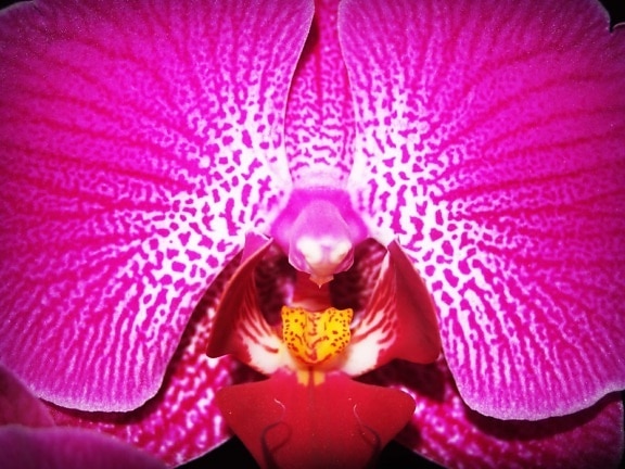 fiore esotico, orchidea dentellare, polline, particolare, pistillo, petalo, organismo