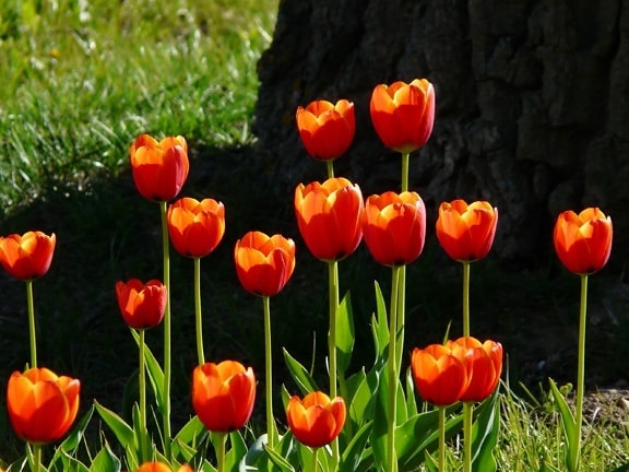 naturaleza, hoja, tulipán rojo, jardín, verano, flor, planta, floración
