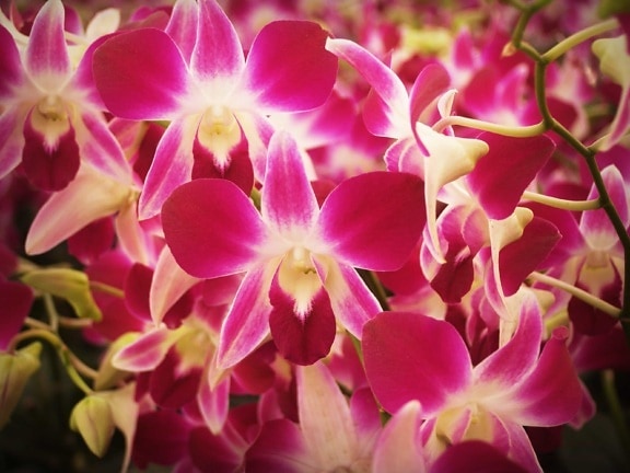 příroda, krásné, okvětní lístek, zahrada, květina, růžová orchidej