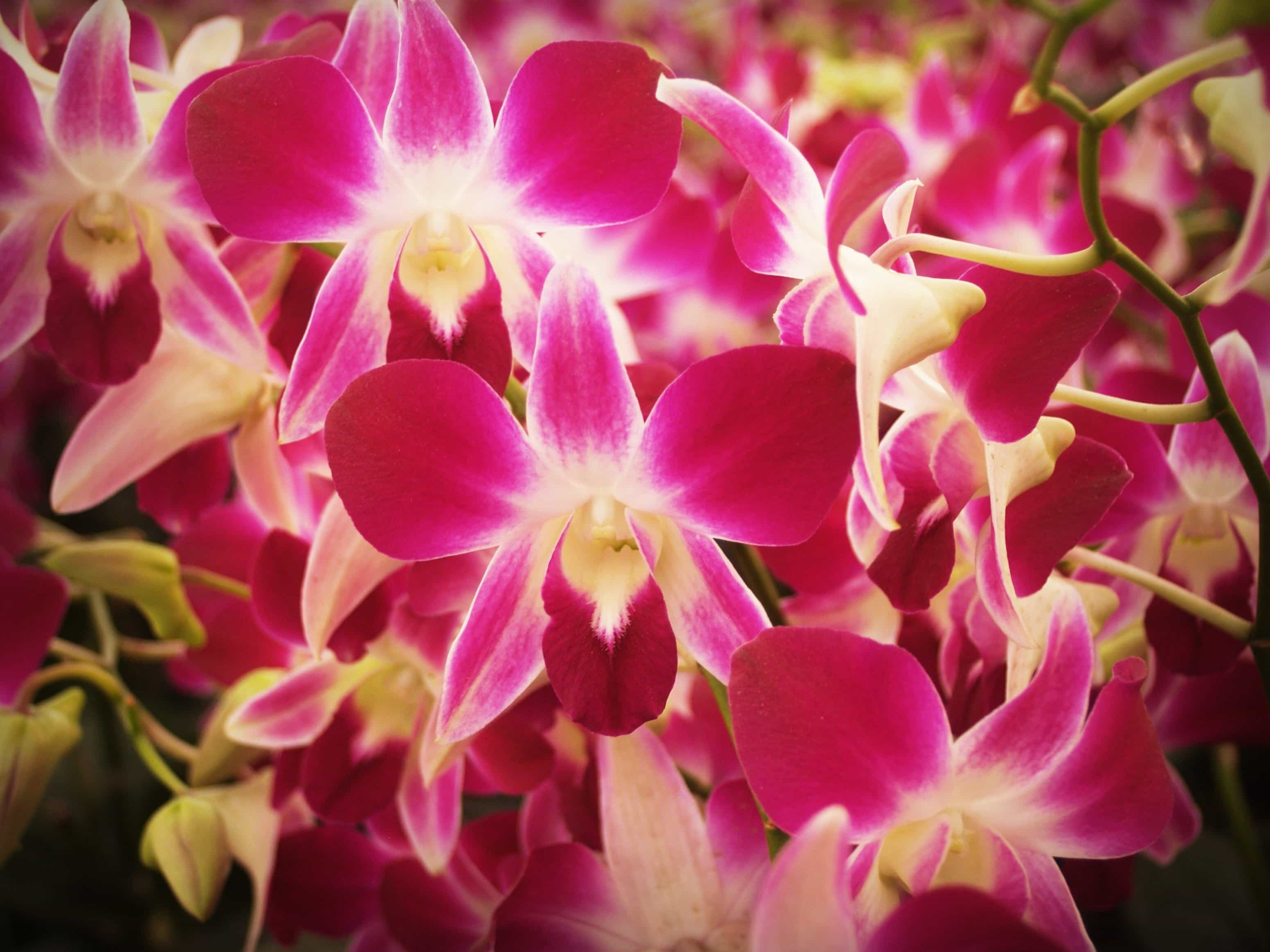 フリー写真画像 自然 美しい 花びら 庭 花 ピンクオーキッド