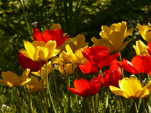 tráva, léto, list, červený Tulipán, příroda, zahrada, pole, květina