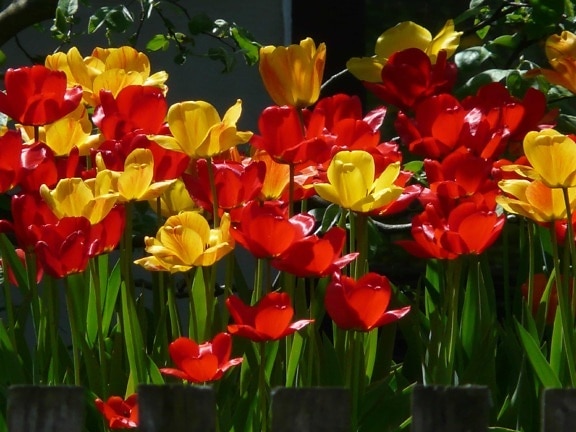 Záhrada, lístie, kvet, príroda, leto, tulipán, rastlina, kvet