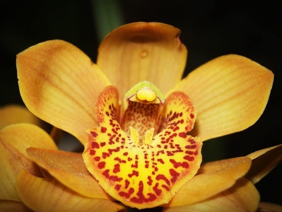 цветок, природа, желтая Орхидея, пыльца, растения, лепестки, цветы