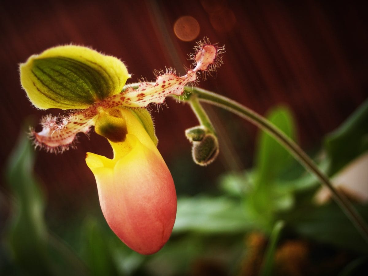 Natur, Blatt, exotische Blume, Garten, Pflanze, Orchidee