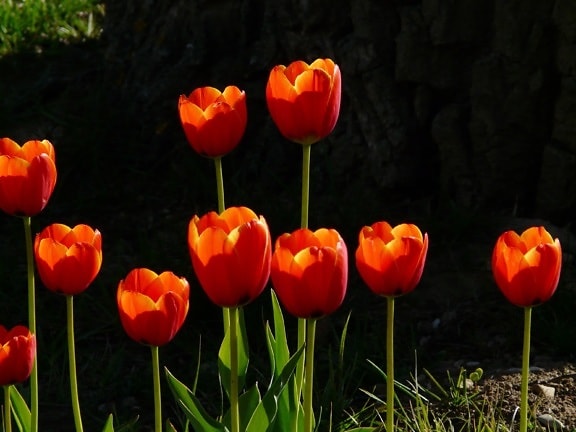 blad, blomst, rød tulipan, natur, have, sommer, plante, blomstrer