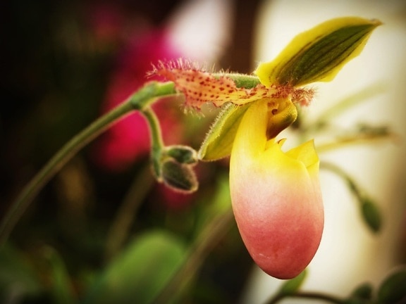 wild orchid, leaf, garden, exotic flower, nature, plant