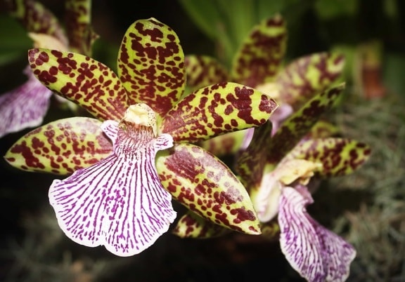 farverig orkidé, pollen, blomst, natur, have, eksotiske blomster, plante